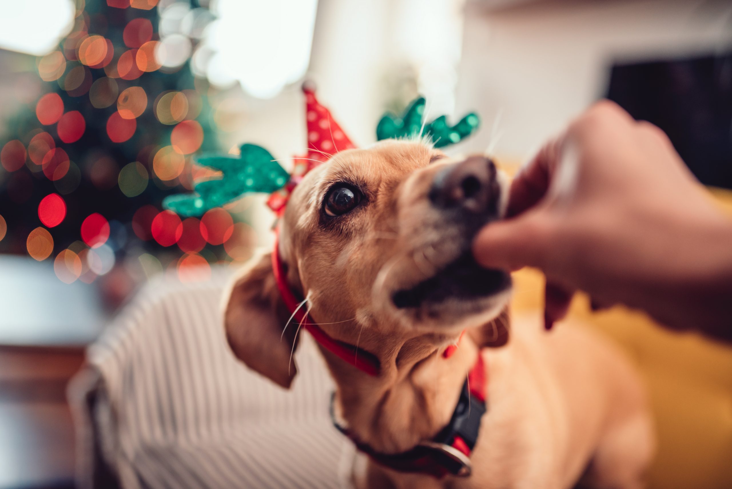 Feeding dog a holiday snack