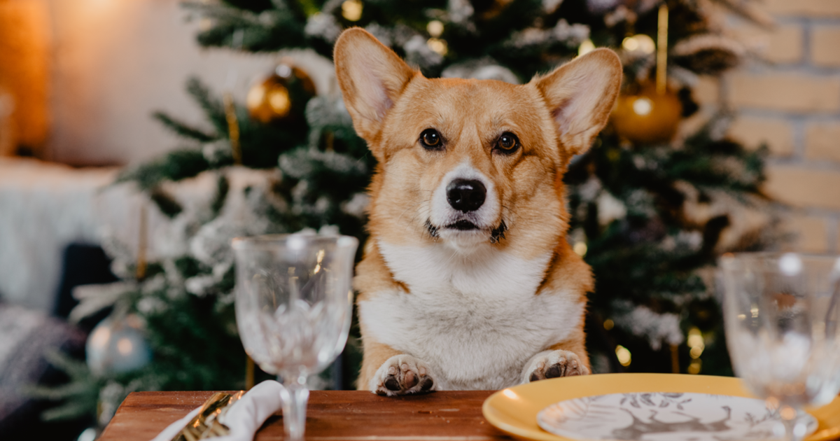 Holiday dog food hazards