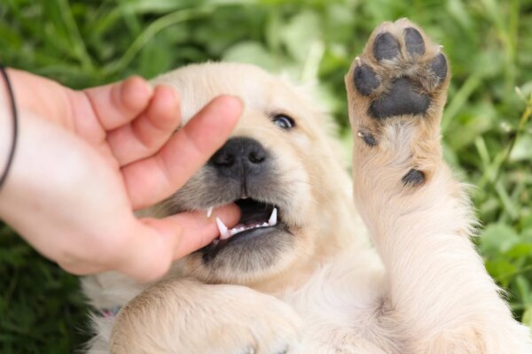 Puppy Biting Finger
