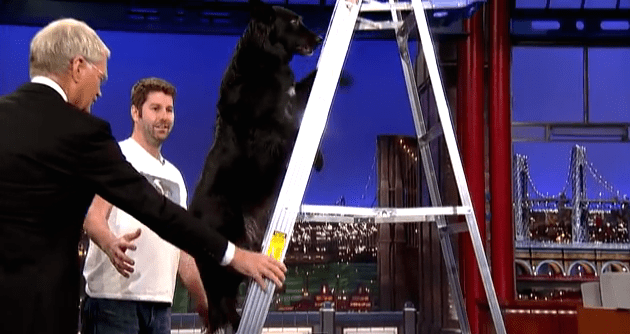 Lexi The Dog Climbs Ladder On Letterman! But Wait Until You See The Ending!