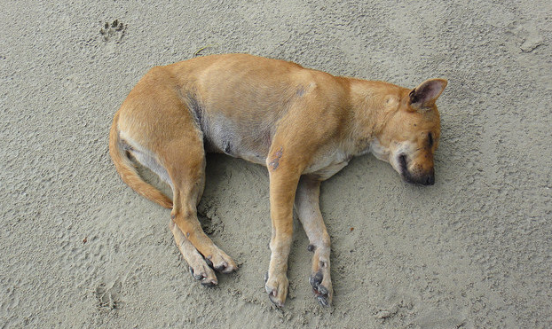 Heart intelligence overview