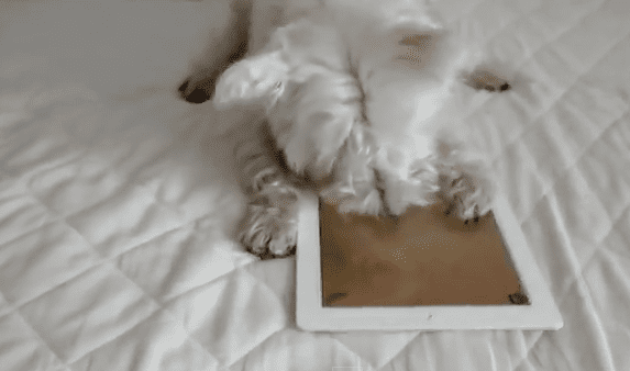 iPad-Loving Westie Impressively Plays Game, But Wait ‘Til You See Her Reaction When It’s Over!