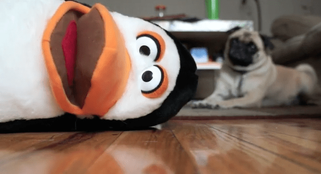 Hilarious Video: “Confessions Of A Dog Toy”