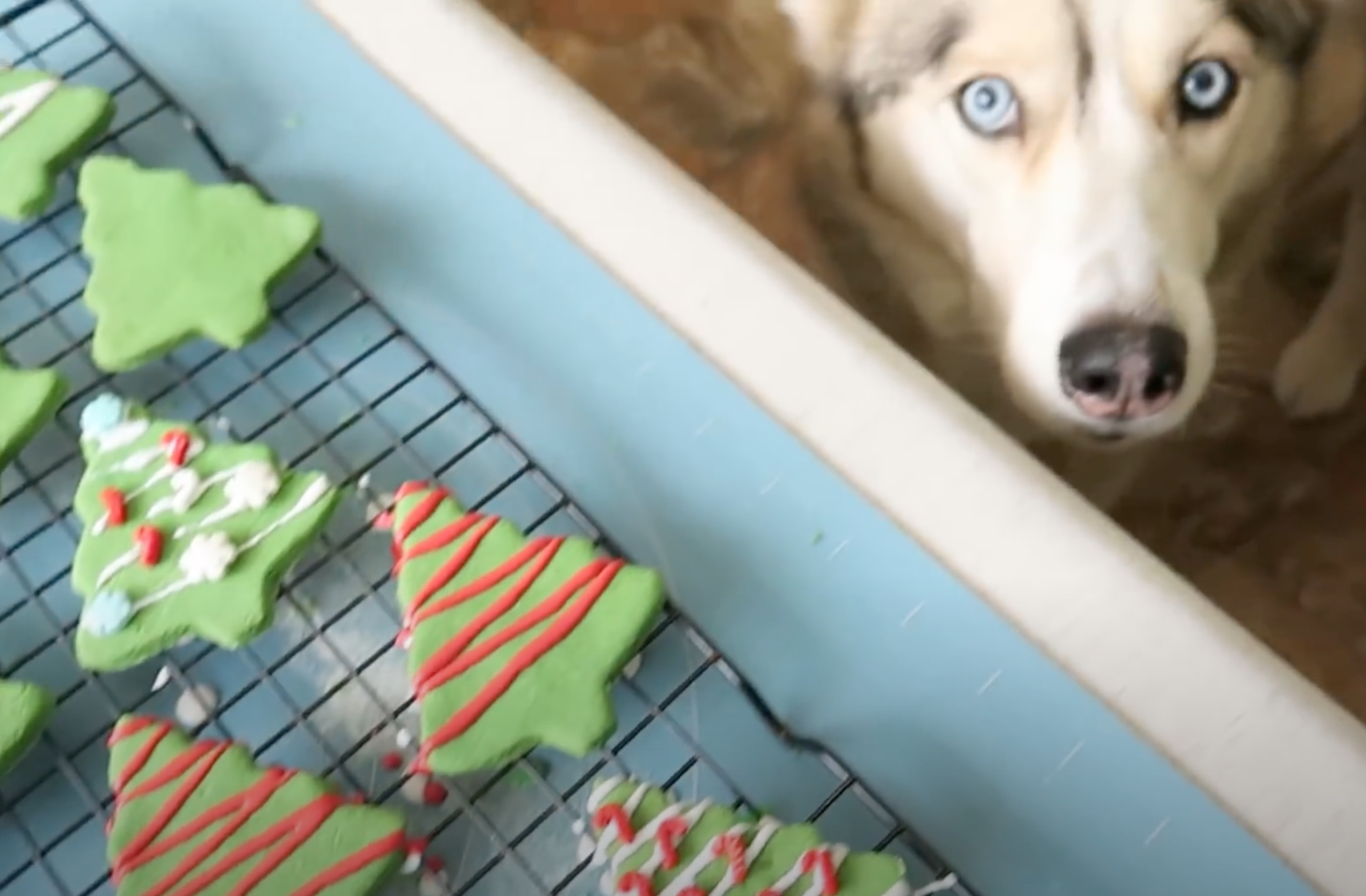 10 Christmas Cookie Recipes For Dogs