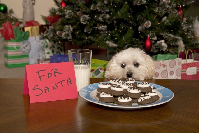 Small dog stealing Christmas cookies
