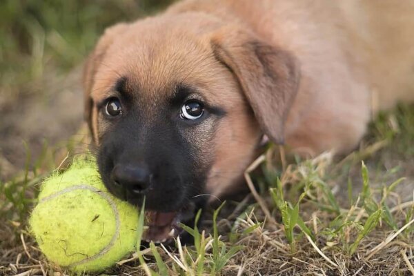 Puppy Chewing Tennis Ball