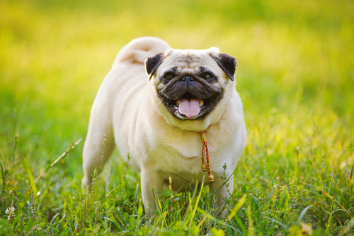 10 Dog Breeds You Didn't Know Were Related