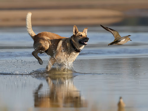 chase ride on dog