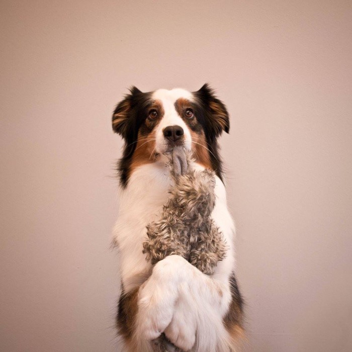 As you can see, Cohen uses both paws to hold the item above the ground. This is your eventual goal. Image source: Jessica Bell