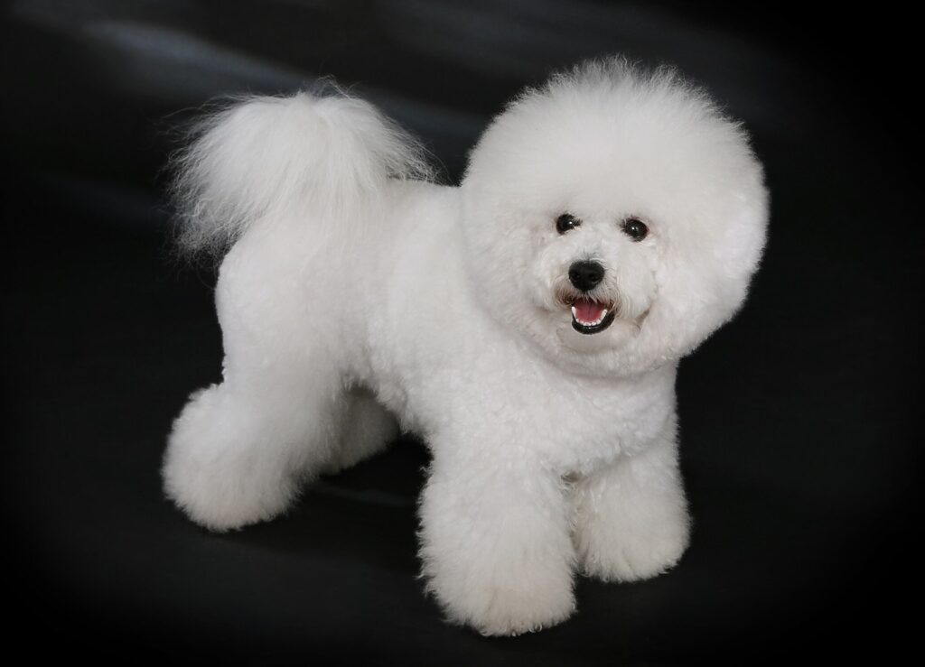 bichon-frise-dog-breed