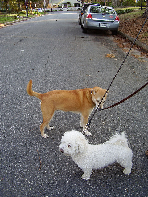 The retriever mix is in position to greet "properly." It should be noted, though, that the white dog could be showing signs of discomfort, depending on what he does next. Image source: @authenticeccentric via Flickr 