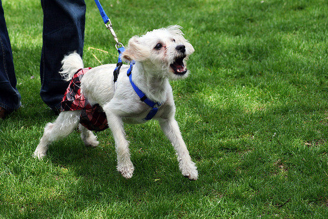 A clearly reactive dog, he should be removed from the situation.  Image source: @QuinnDombrowski via Flickr  