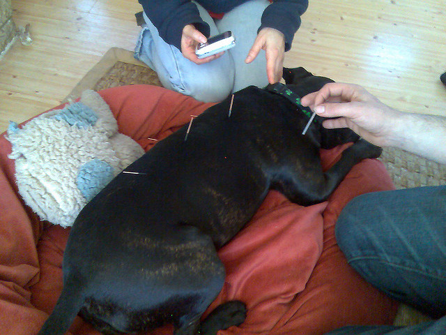 Canine Acupuncture is gaining in popularity . Image source: @MarkHillary via Flickr 