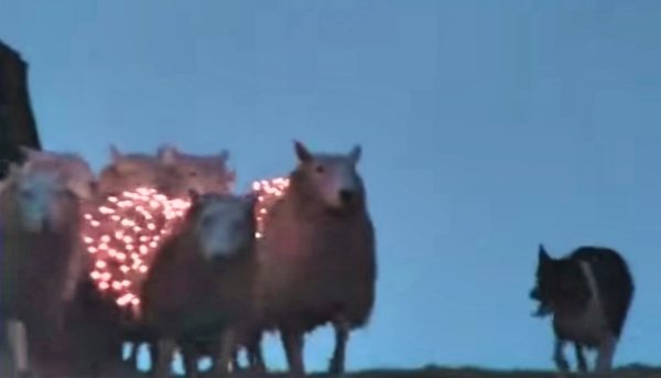 AMAZING: Watch What These People Can Do With Sheepdogs, Sheep, & LED Lights!
