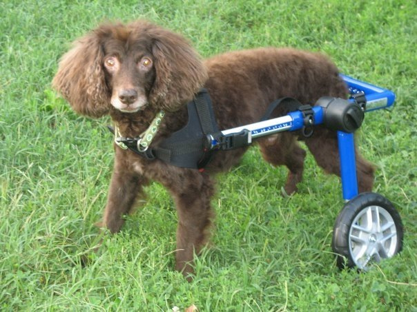 Major advancements in mobility were seen in 2014, including growing demand for dog "wheelchairs." Image source: @Handicapped pets via Flickr 