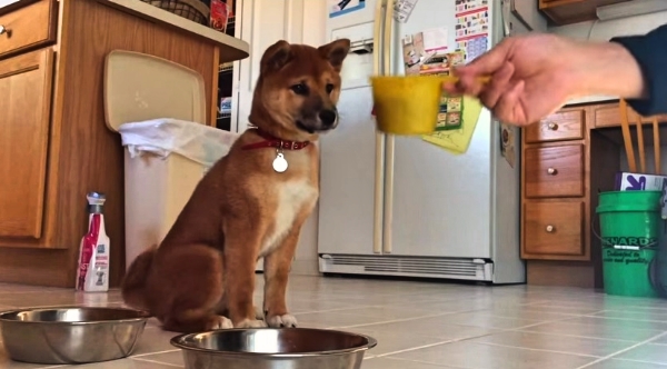 This Pup Has The Most Adorable Way of Getting Ready for Dinner Every Night!