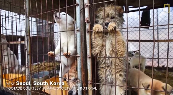 These Dogs Were Rescued From A Dog Meat Farm And Now They Need A Home