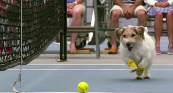 So Here’s What Happens When 2 Dogs Help Out With a Tennis Game. Adorable!!!