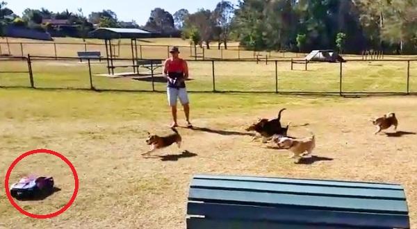 This Is What Happens When A Pack Of Beagles See A Remote Control Car!