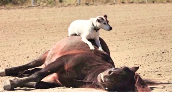 Dog & Horse Duo Put On An AMAZING Show!