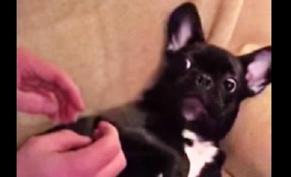 Watch This French Bulldog’s Hilarious Reaction When Dad Tries To Tickle Him!