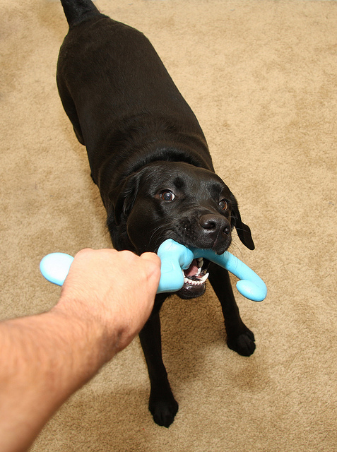 Playing with your dog can encourage chewing and biting. Just make sure he doesn't grab you. Image source: @AndrewMagill via Flickr 