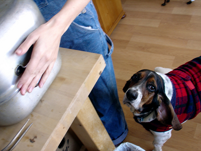 As long as your dog is acting appropriately, you can continue or resume meal time. Image source: @PetsAdviser via Flickr 