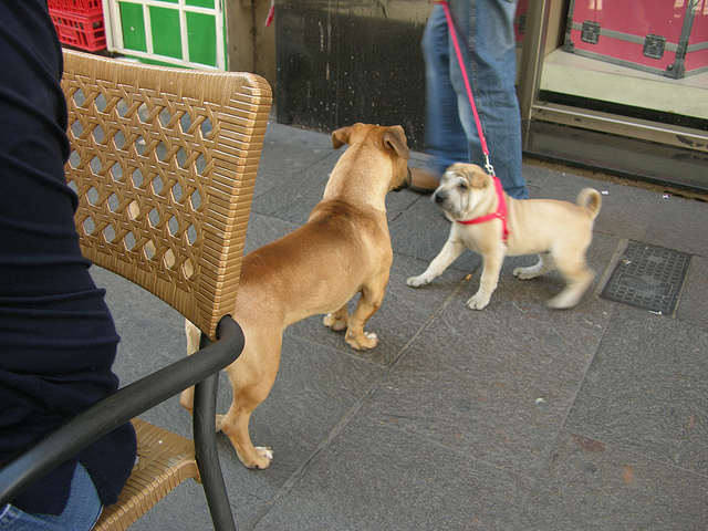 This puppy does not want to greet the loose dog, who is standing quite stiff and "posturing." Image source: @AlexO’Neal via Flickr 