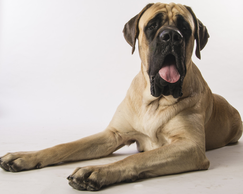 No dog is too big (or small) for a career as an actor or model. Image source: Train-Pawsitive.com