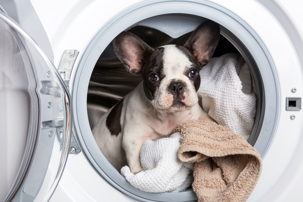 French Bulldog Laundry