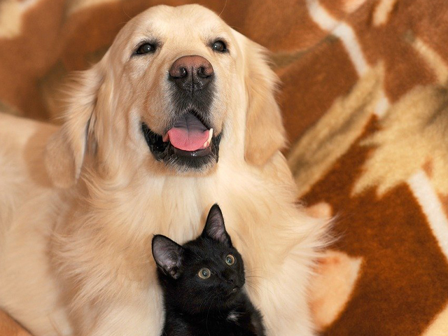 golden retriever cat friendly dog breed 