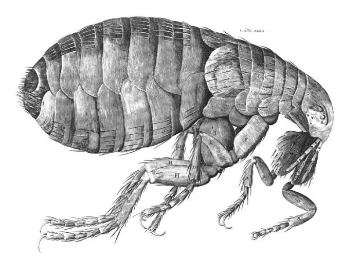 Image source: "HookeFlea01" by Robert Hooke - http://www.nmm.ac.uk/uploads//jpg/flea.jpg. Licensed under Public Domain via Wikimedia Commons 