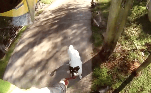 Friendly Australian Postman Greets EVERY Dog On His Mail Route!