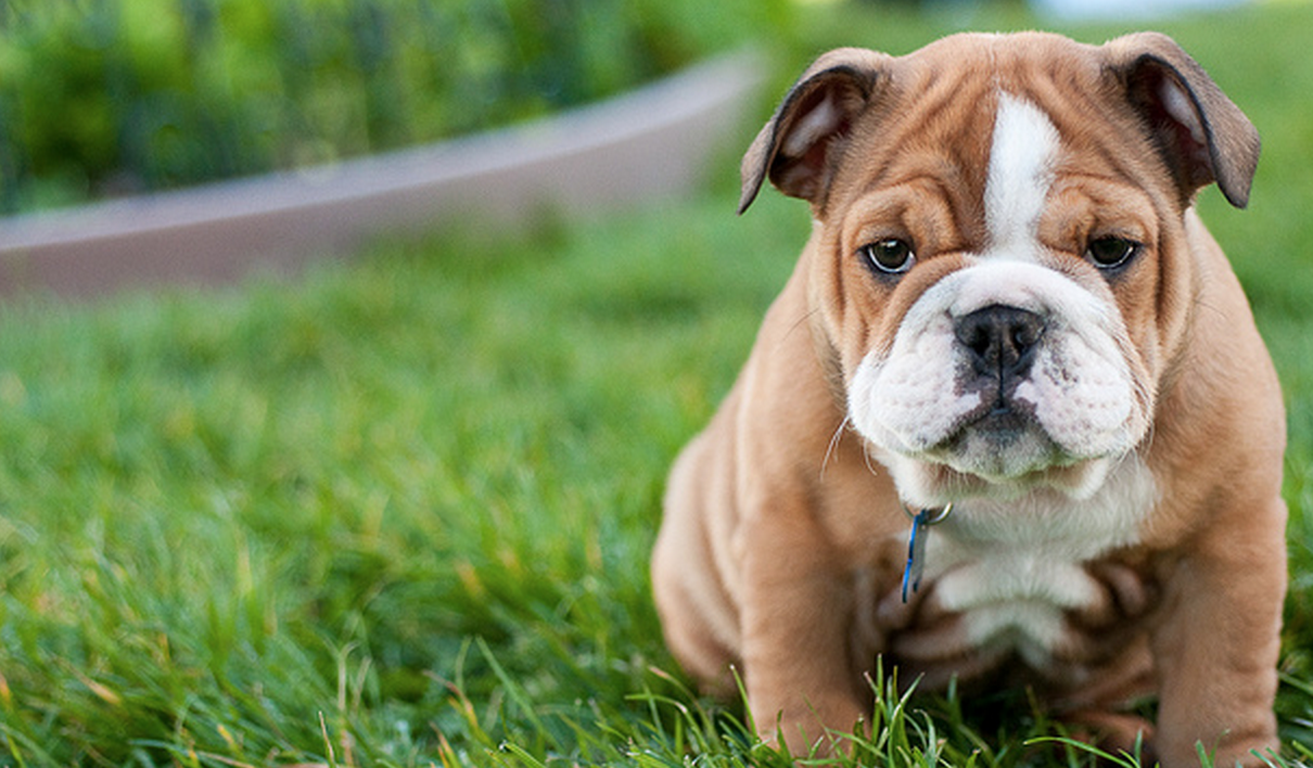 10 Dog Breeds That Have The CUTEST Puppies Ever
