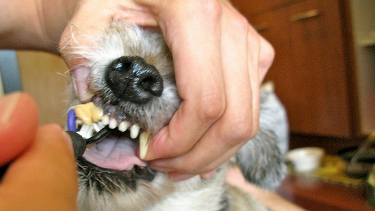 Как открыть рот собаке. Зубной камень у соаюау.