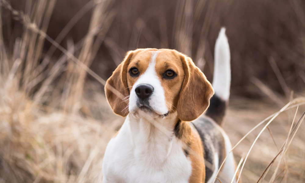 Then & Now: The 10 Most Popular Dog Breeds of the Last Decade