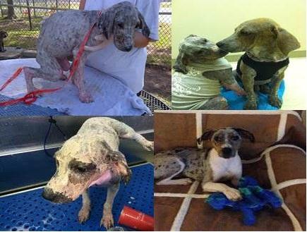 Before, during, and after images of litter mates. Image source: Madra Mor