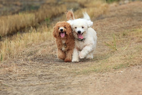 Small Poodles running