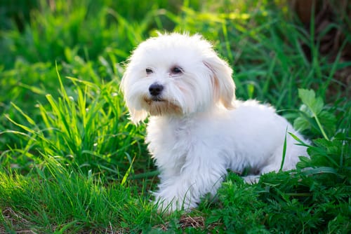 Fluffy Maltese in grass