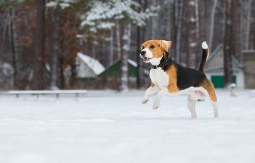 shutterstock_238543162