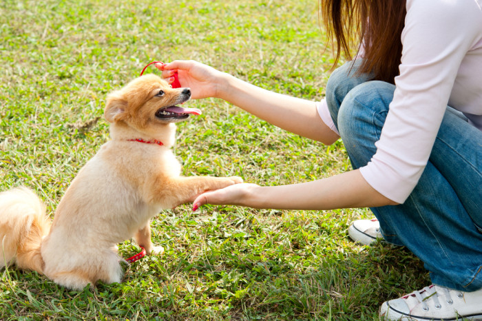 Shake is actually a pretty complicated trick. If you haven't tried breaking it down into smaller steps, that might be why your dog is not grasping the concept.