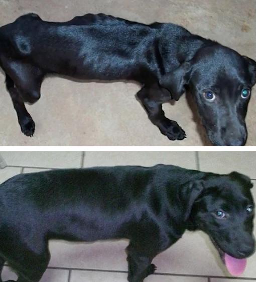 12 Incredibly Inspiring Rescue Dog Transformations!