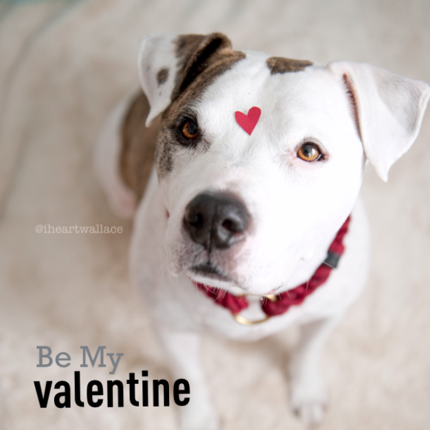 Image source: Created by Iheartwallace, in support of Sacramento County Animal Care via Dogly app 