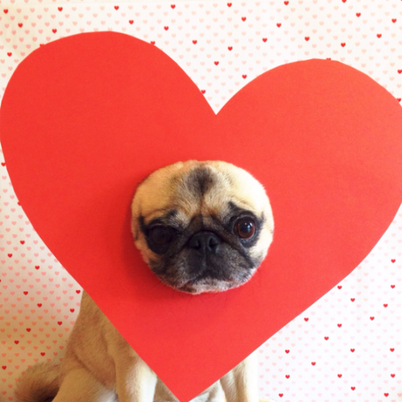 Image source: buddhathepug, in support of Seattle Humane: The Humane Society for Seattle/King County via Dogly app 