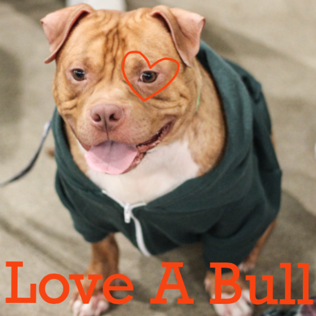 Image source: Created by Casa Del Toro Pit Bull Rescue 