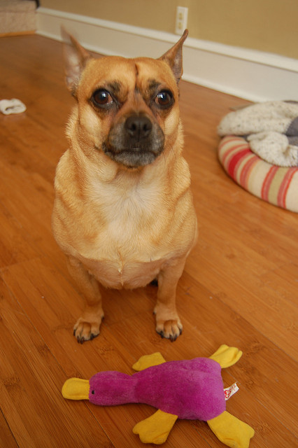 This pup is waiting for an “okay” to take his toy. This can be a great way to start a dog that has no self-control at all – can sit before he goes after his toy? Sit and stay? Image source:  @LindseyB via Flickr 