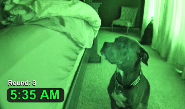 He Setup a Night Vision Camera To Document His Dog's Daily Routine ...