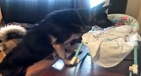 German Shepherd “Protects” The New Baby from This Curious Husky