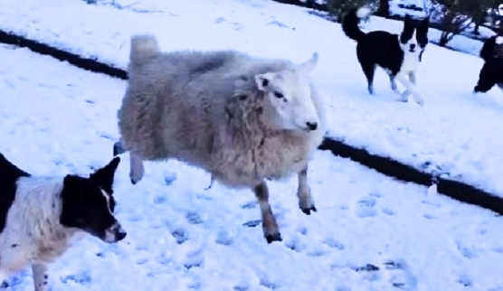 Lamb Who Was Raised by Dogs Is Having An Identity Crisis! She Thinks She’s A Dog!