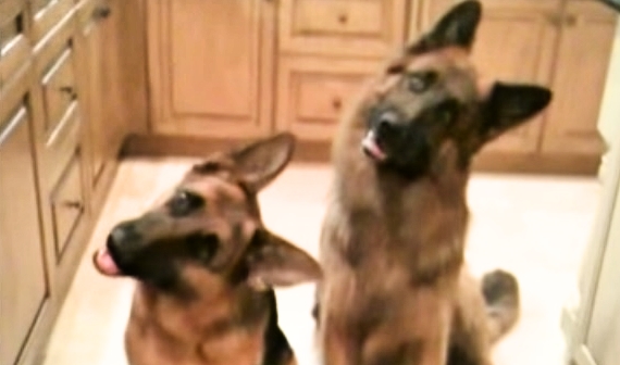These Dogs Will Impress You With Their Synchronized Head Tilts